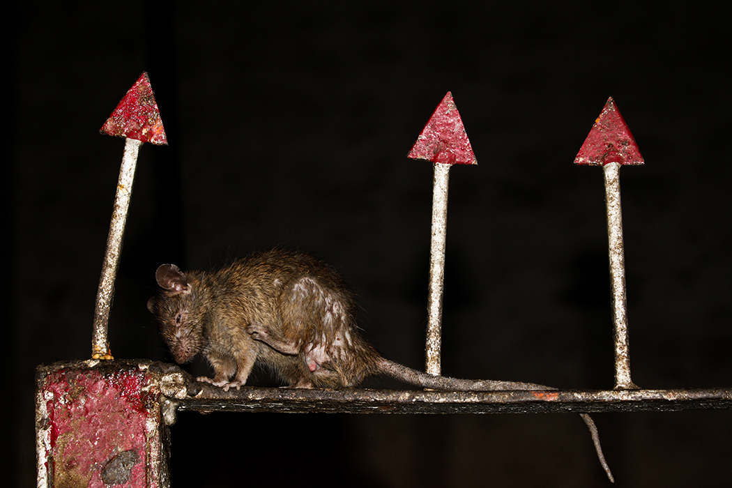 Face de rat