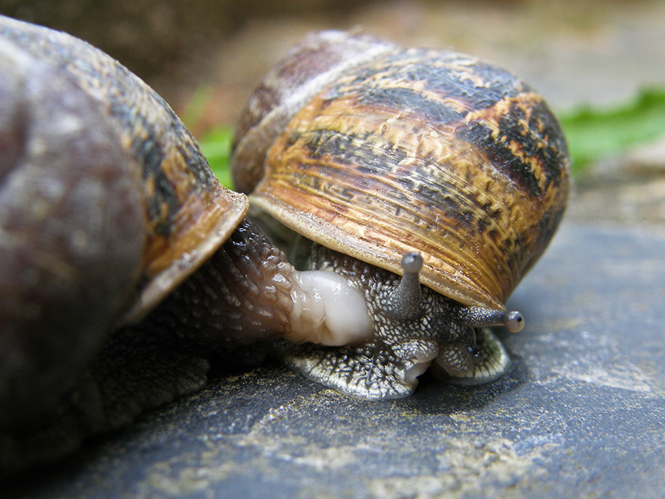 Intimité hélicicole