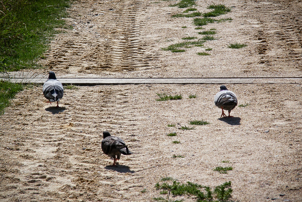 Le tiercé