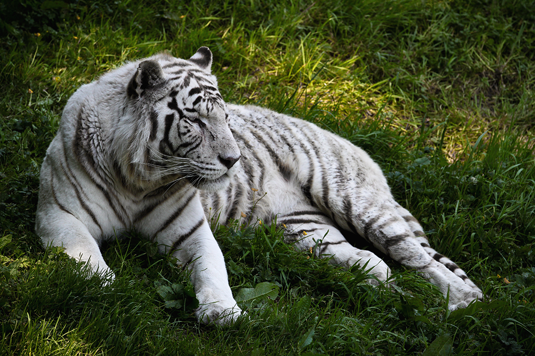 White tiger