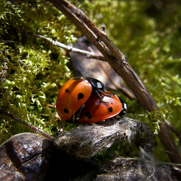 Un amour de coccinelles