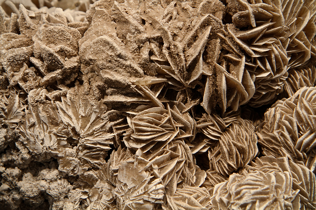 Rose des sables
