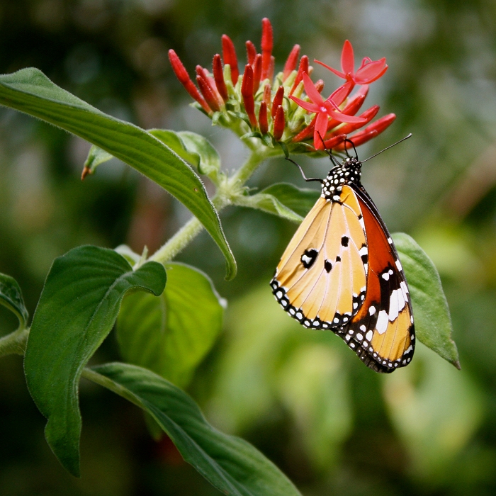 Léger comme un papillon