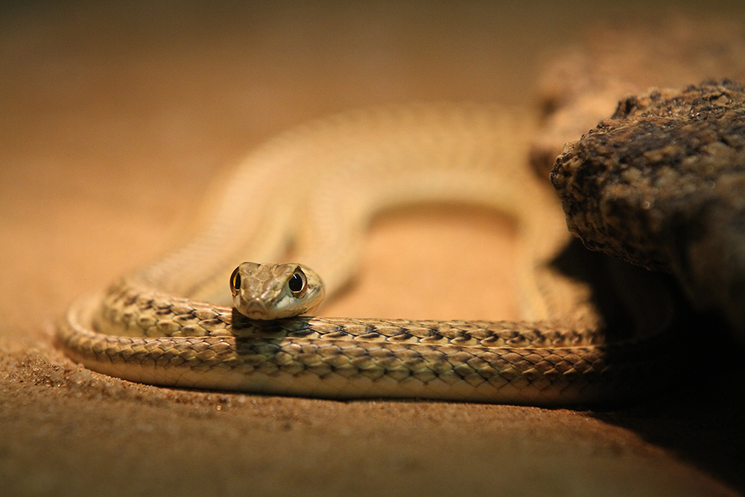 Snake eyes