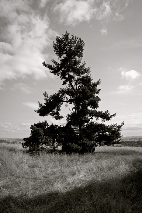 Black tree