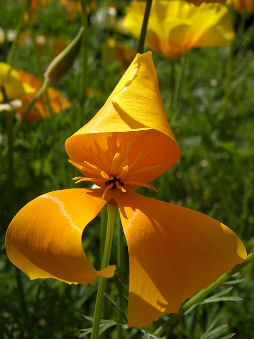 Le ciré jaune