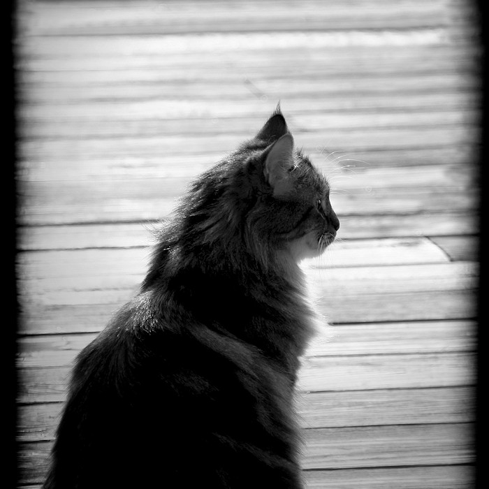 Chat beauté