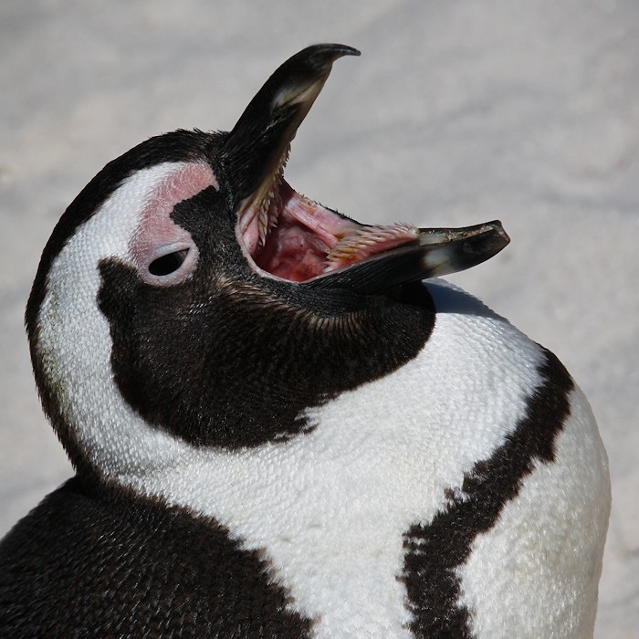 Quand les poules auront des dents