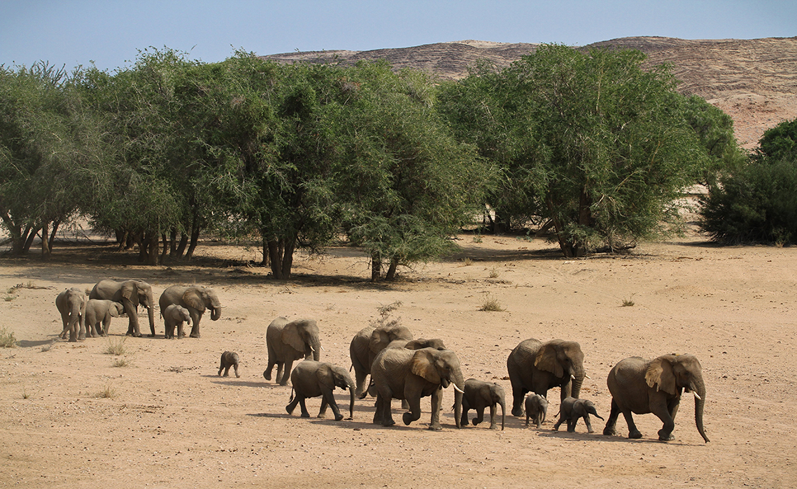 Eléphants du désert