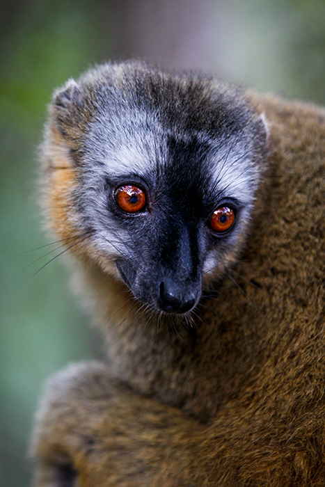 Red-eye