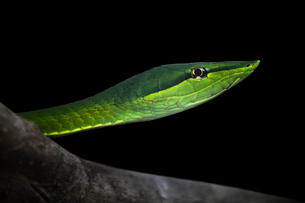 Green vine snake