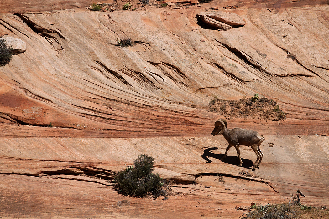 Ca sent le mouflon !