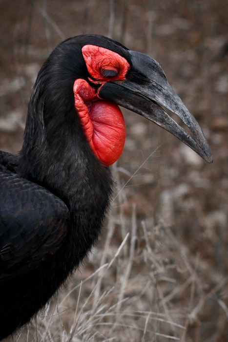 Rouge-gorge