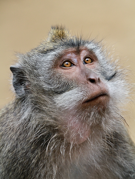 Macaque
