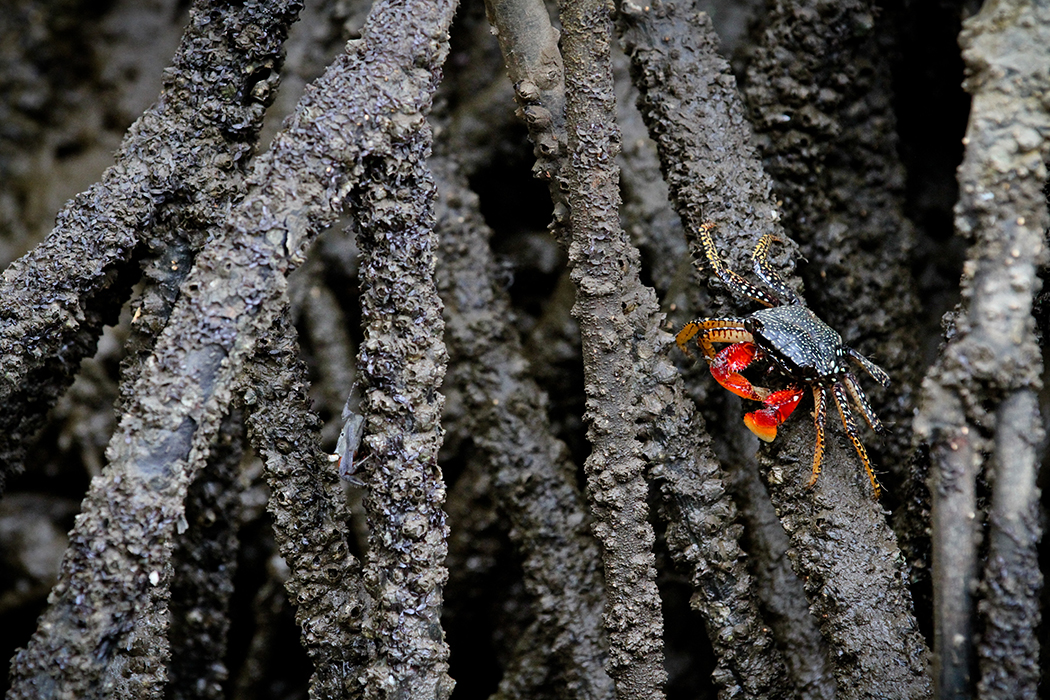 Panier de crabes