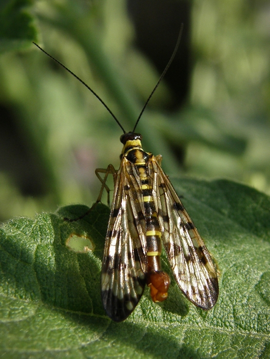 Mouche-scorpion