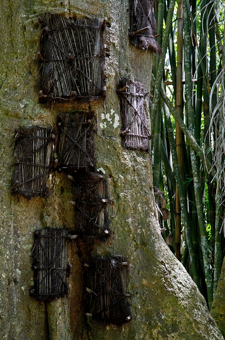 L'arbre des anges