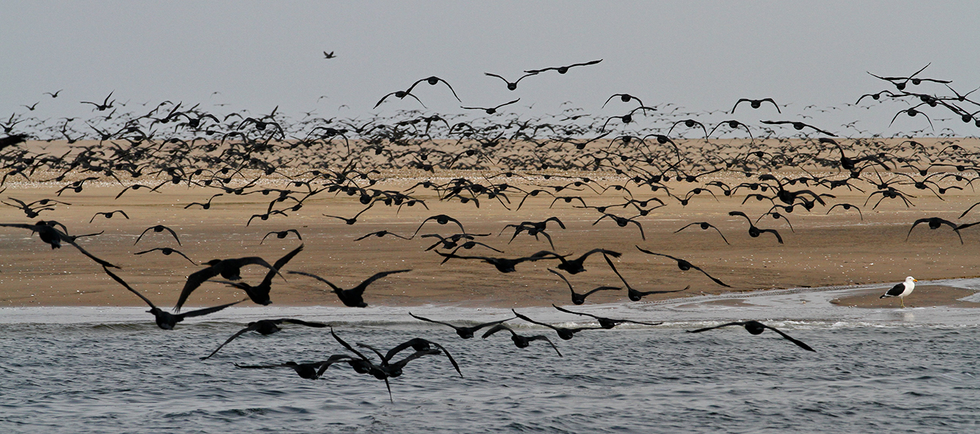 Battres des ailes