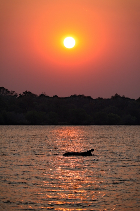 Hippopo sunset