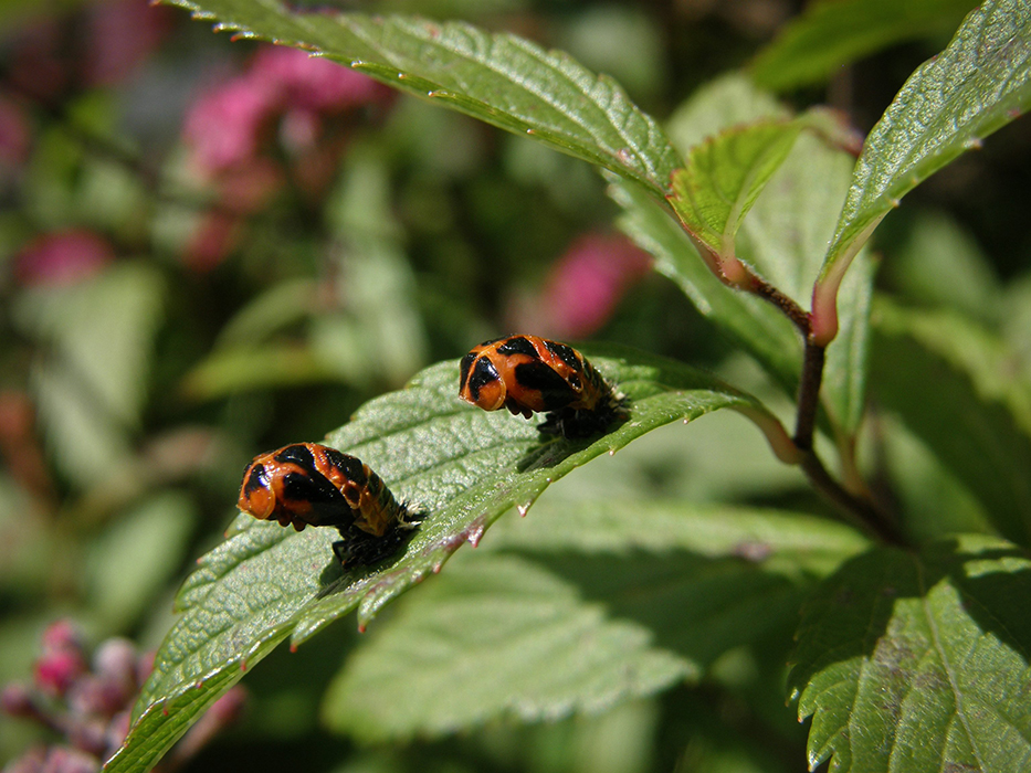 Les nymphes