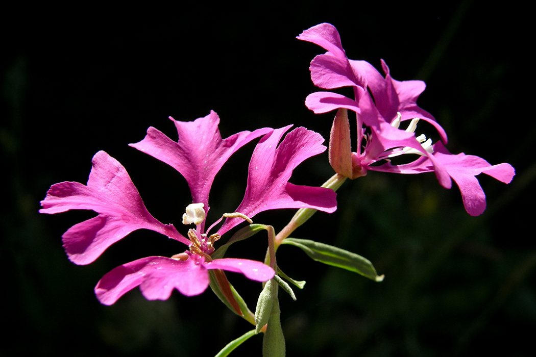 Clarkia pulchella