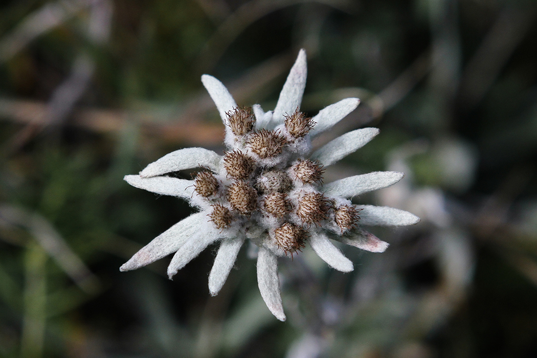 Etoile d'argent