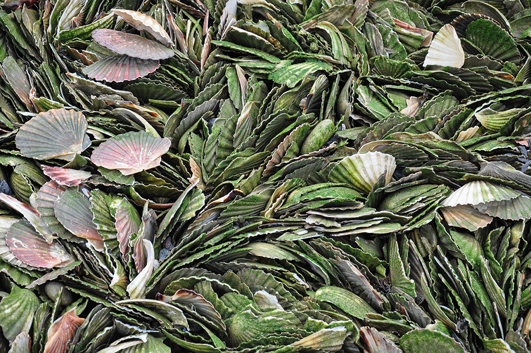 Les fûts des coquilles