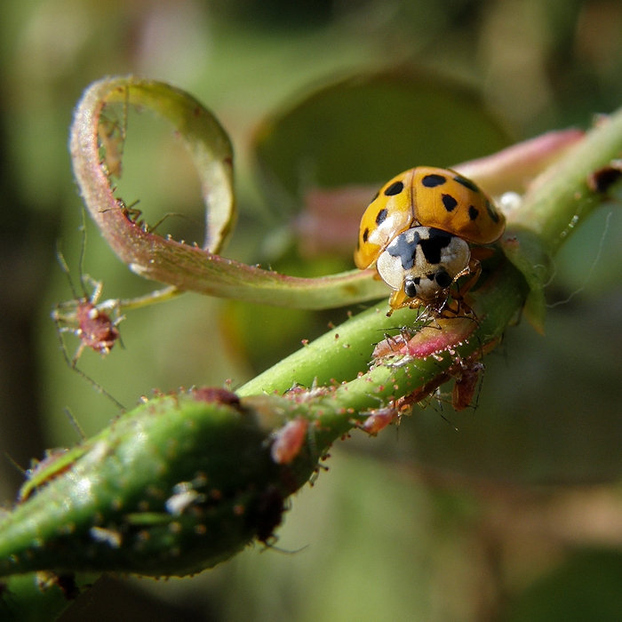 Exterminateur biologique