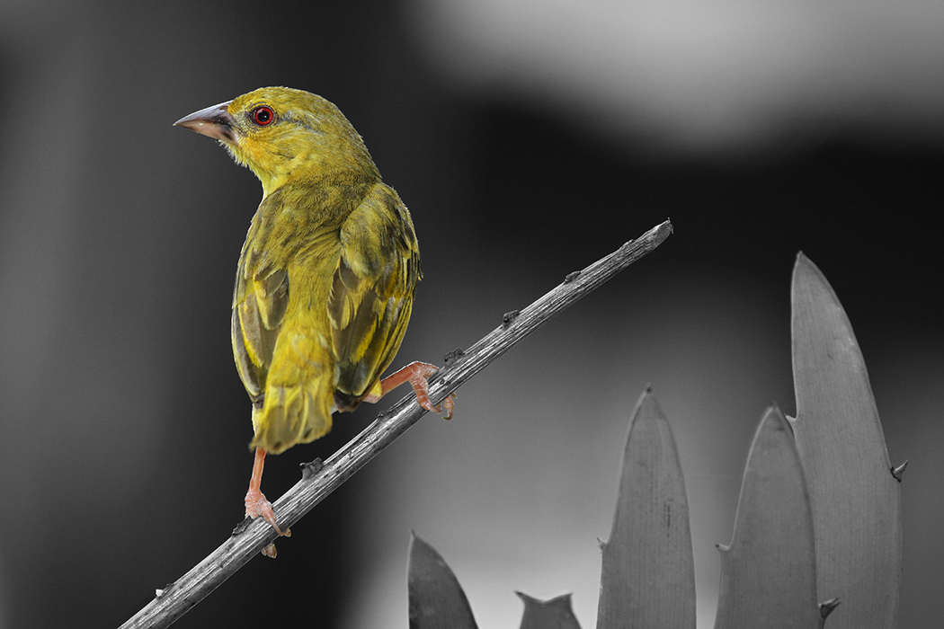 Mon jaune ami