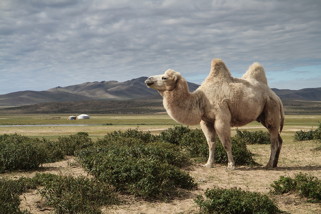White camel