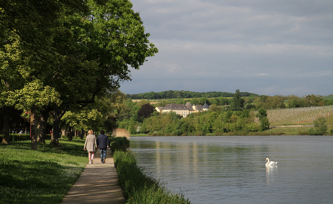 Belle de Moselle, quel est votre cygne ?