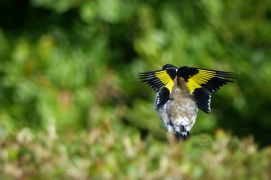 Ouvrir ses ailes