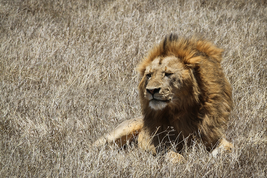 The Lion King
