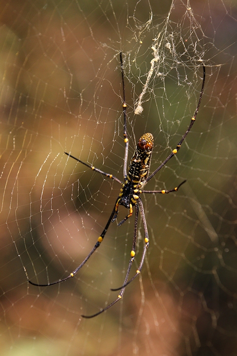 Golden orb-weaver