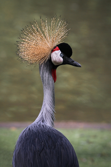 Couronne royale