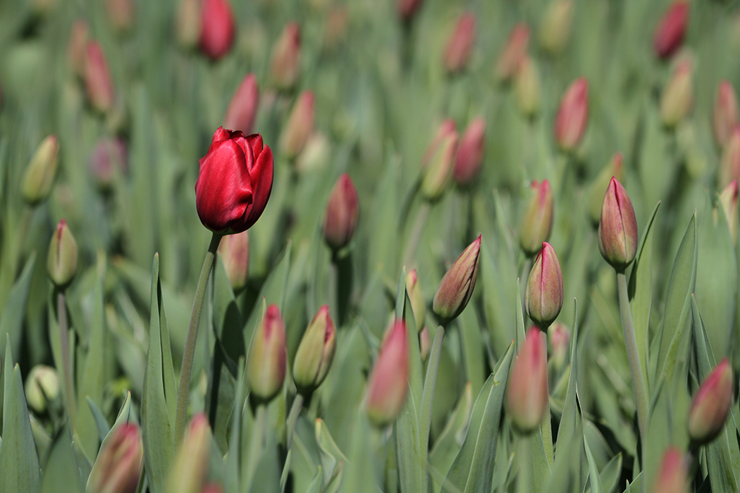 Spring is coming