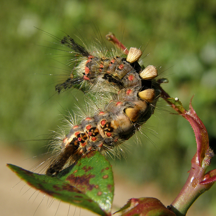 Chenille Punk