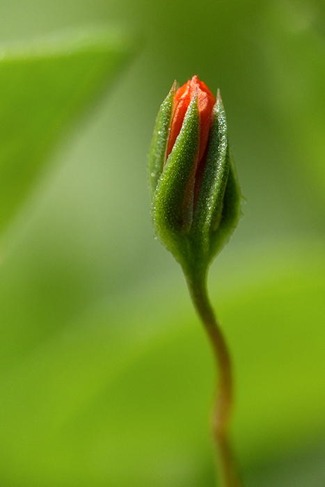 Fragile