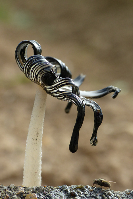 Façon Dali