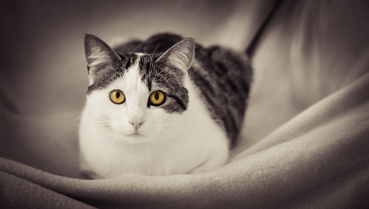 Avoir des yeux de chat