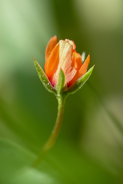 Eclosion