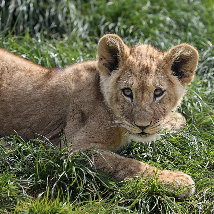 Simba