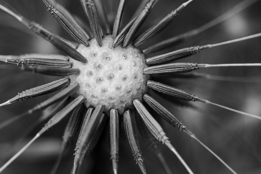 Virus