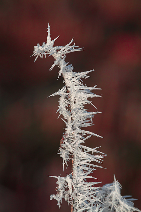 Epines de glace
