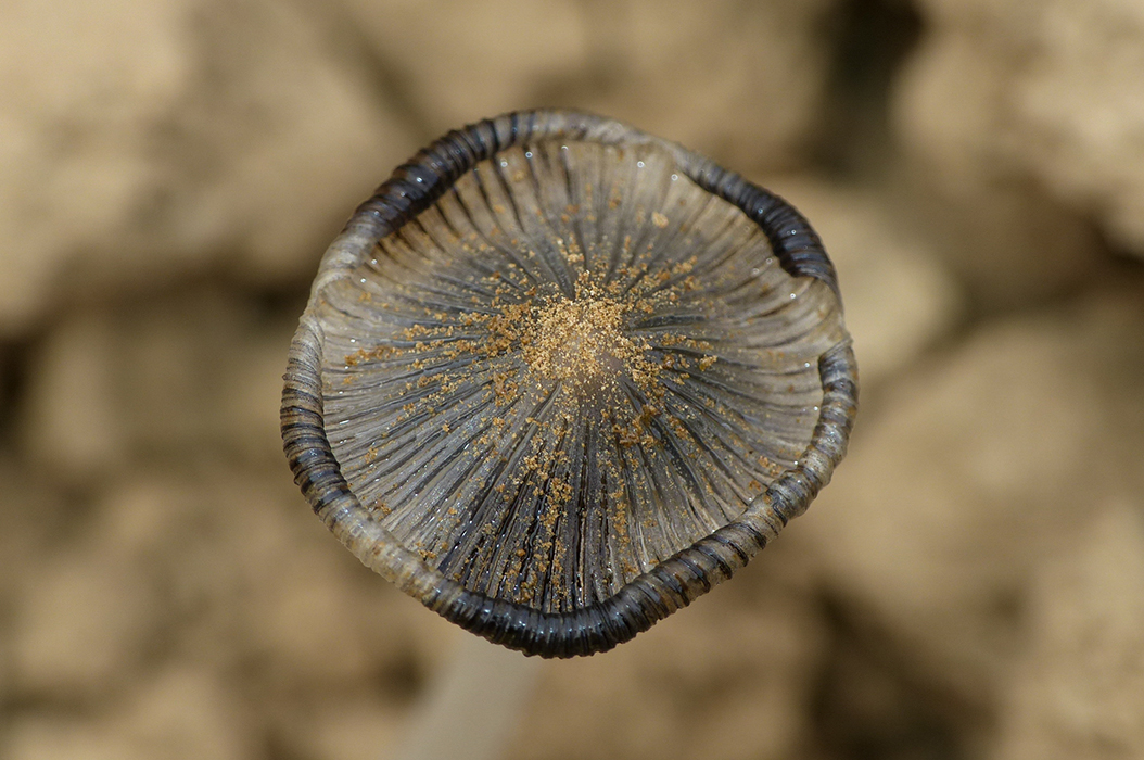 Champignon pizza