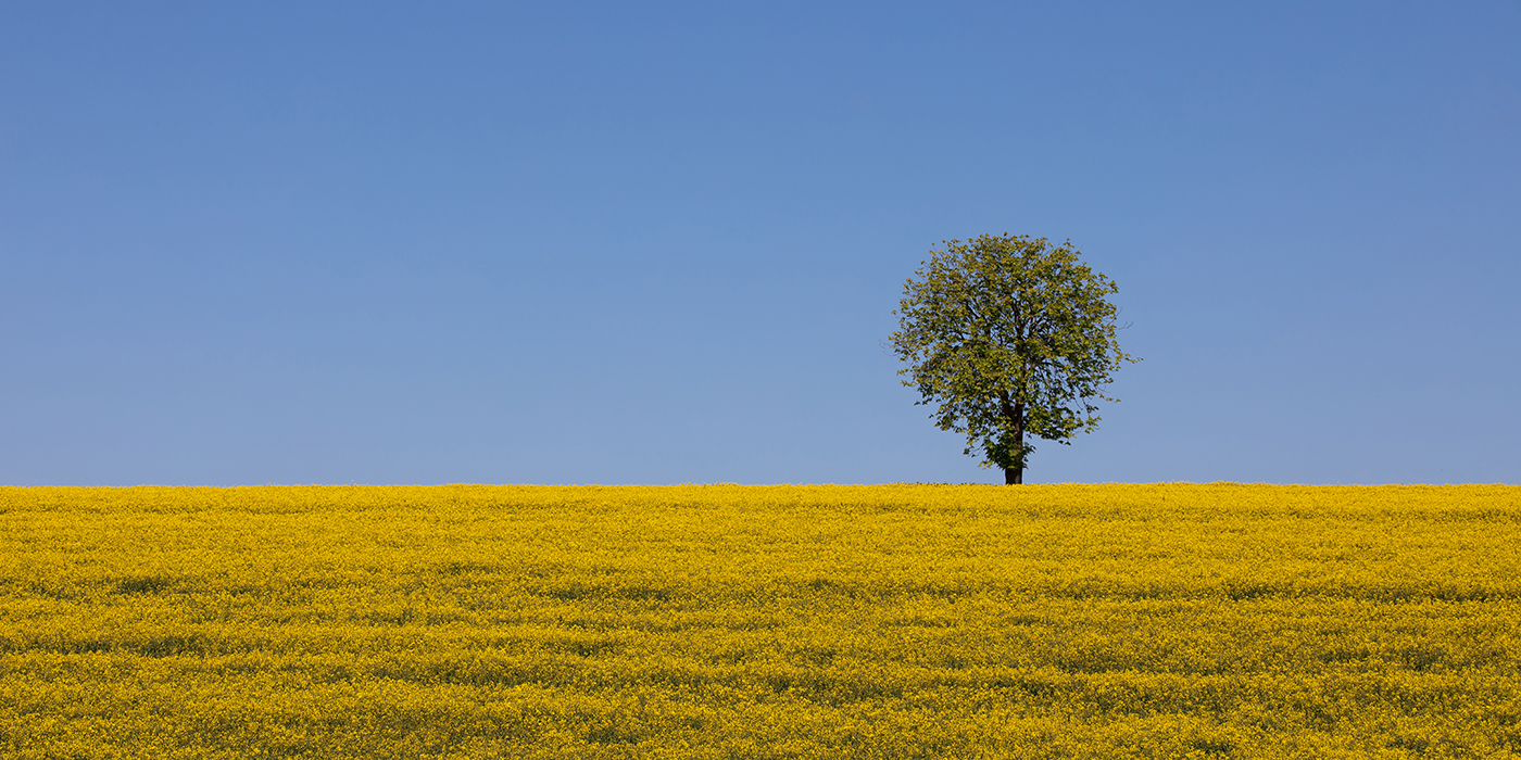 Tapis jaune