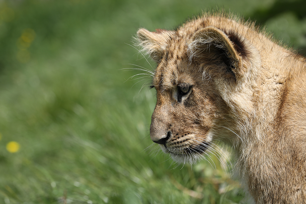 Petit lion
