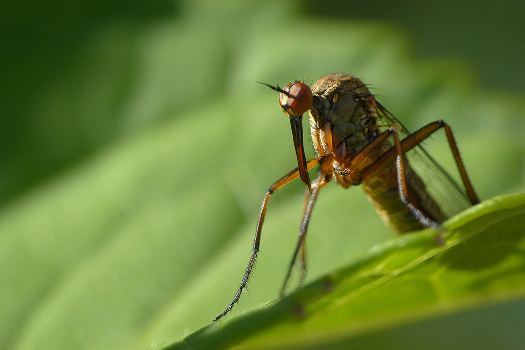 De mal Empis