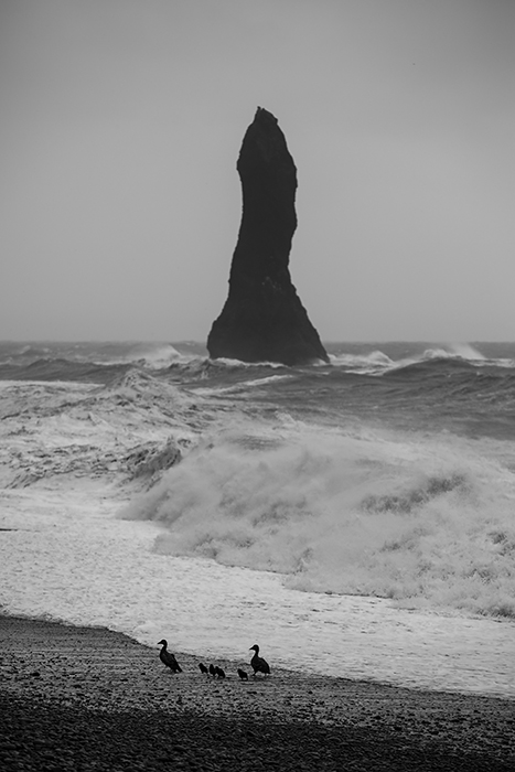 La der d'eider