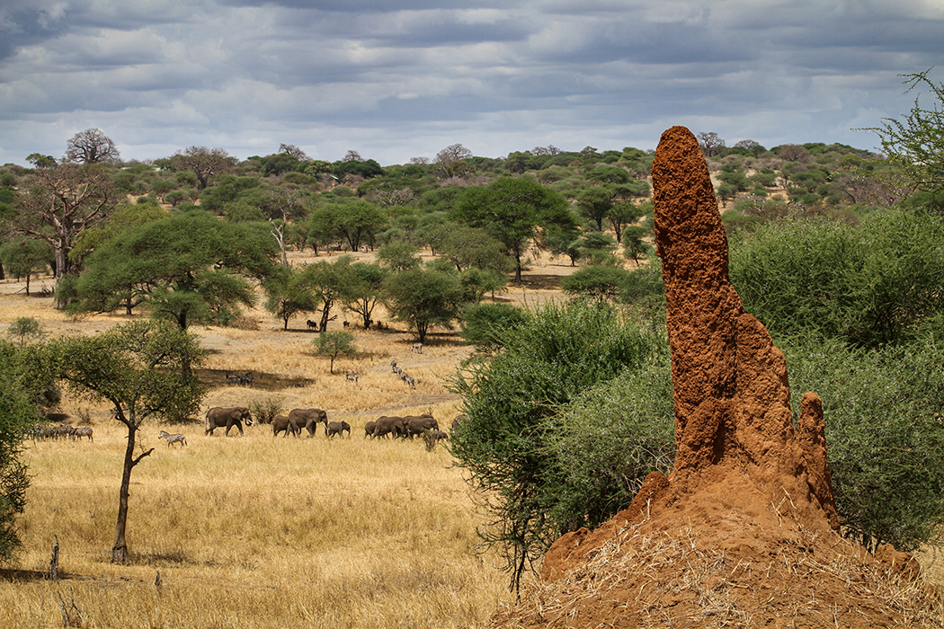 Termite mound